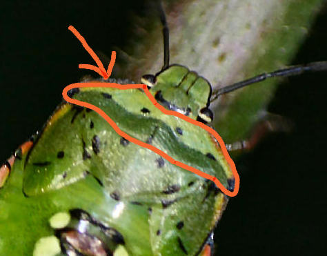 Pentatomidae: ninfa di Nezara viridula della Lombardia (MI)