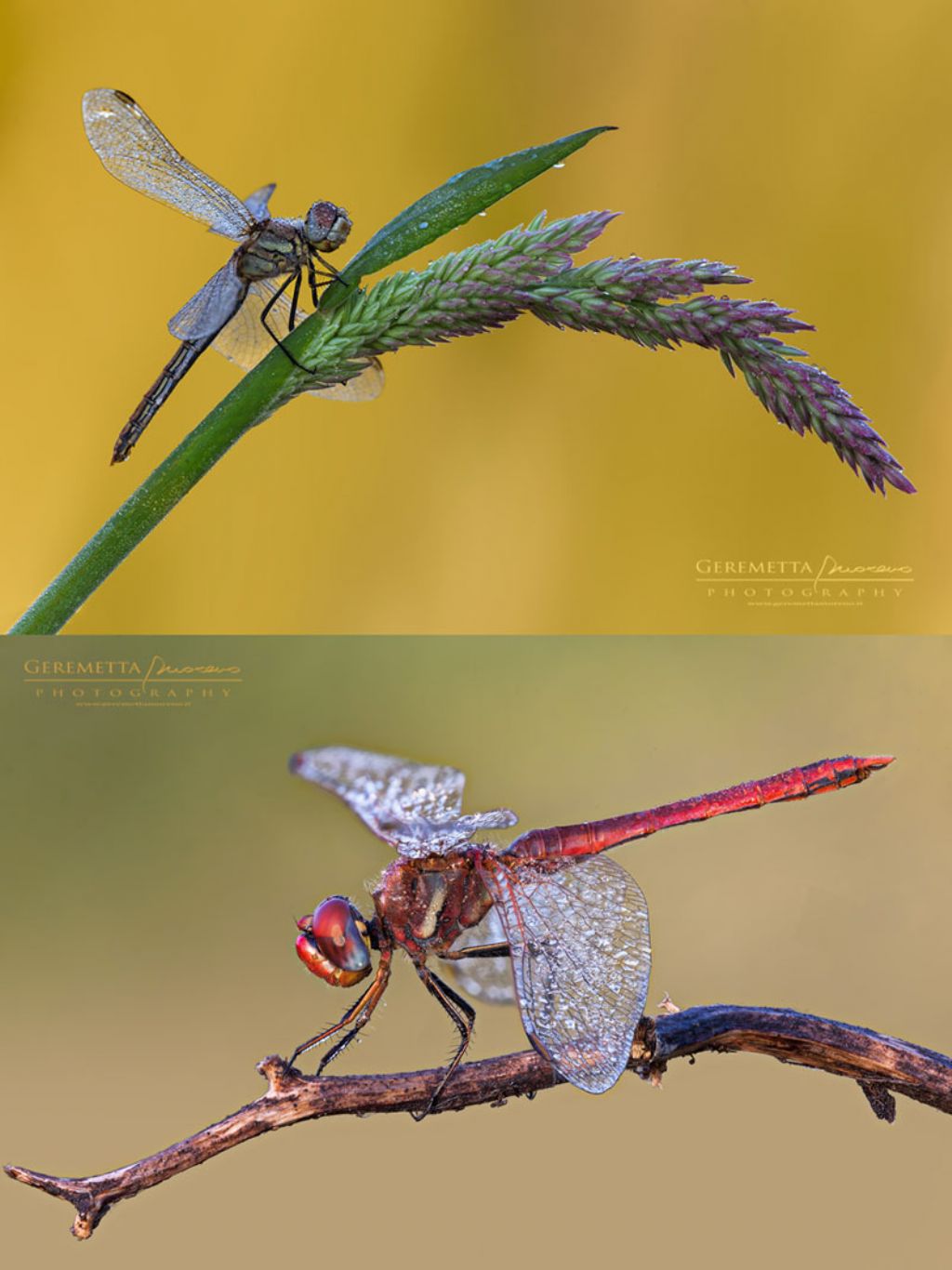 Sympetrum?