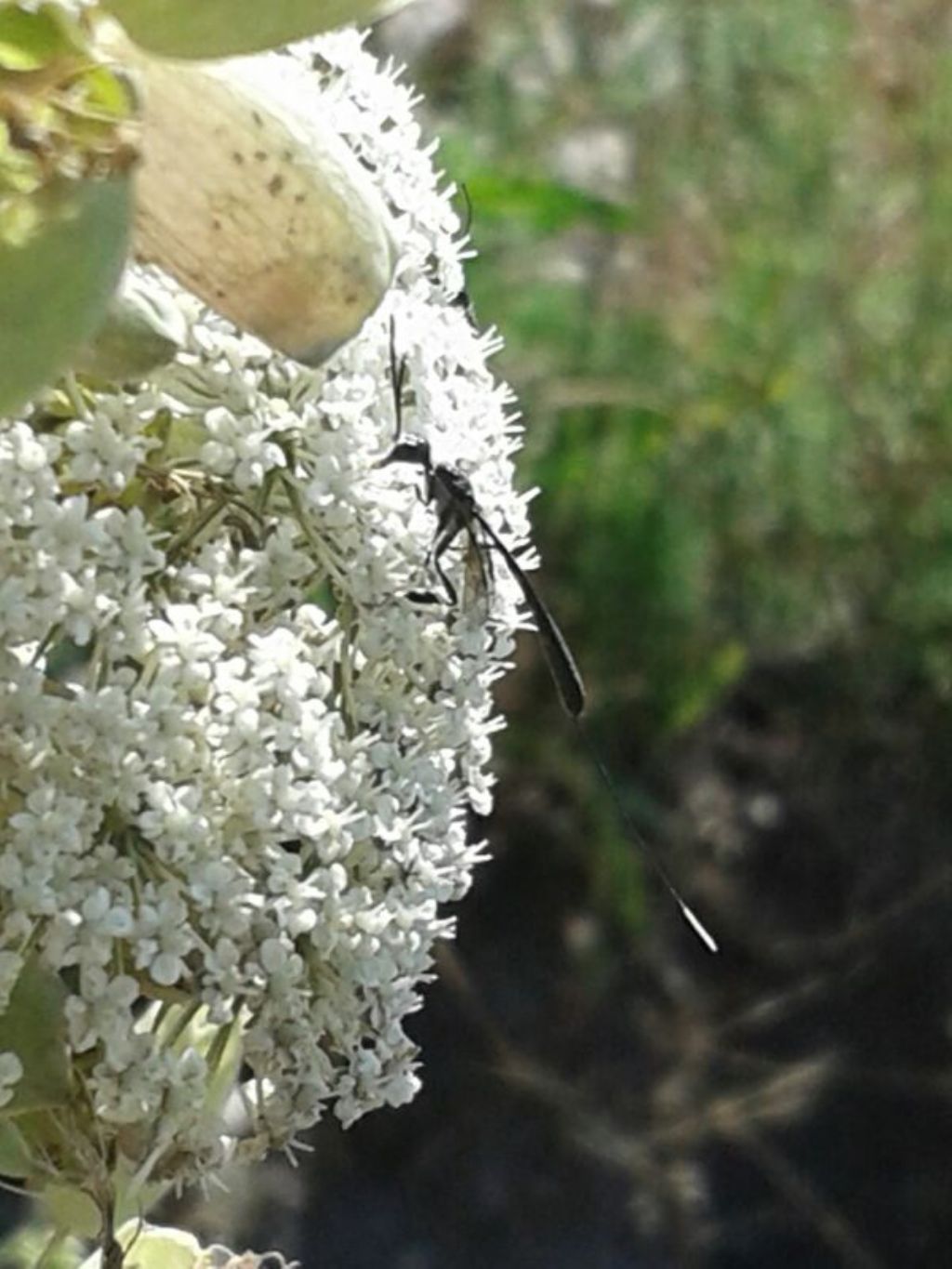 Imenottero Gasteruptiidae