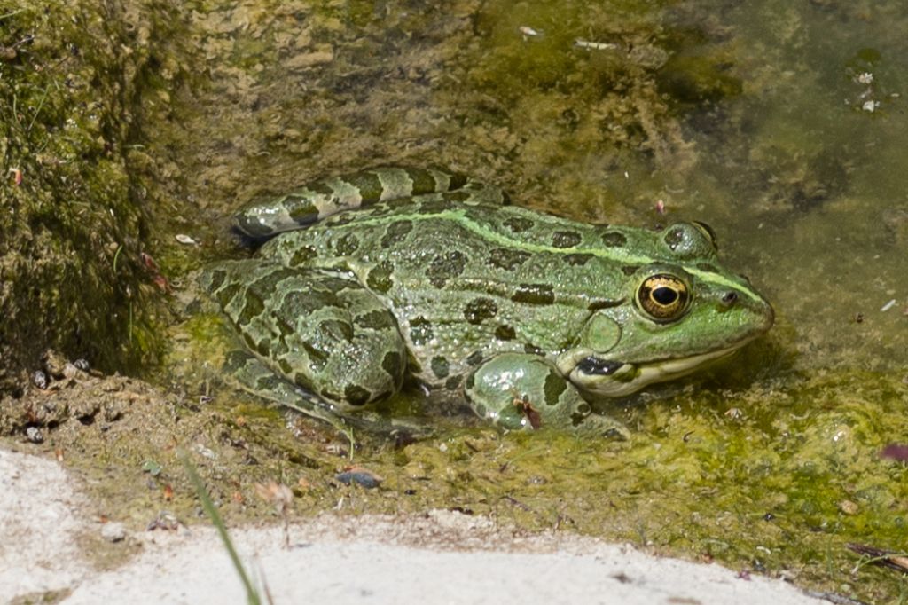 Anuro da identificare - Pelophylax kurtmuelleri