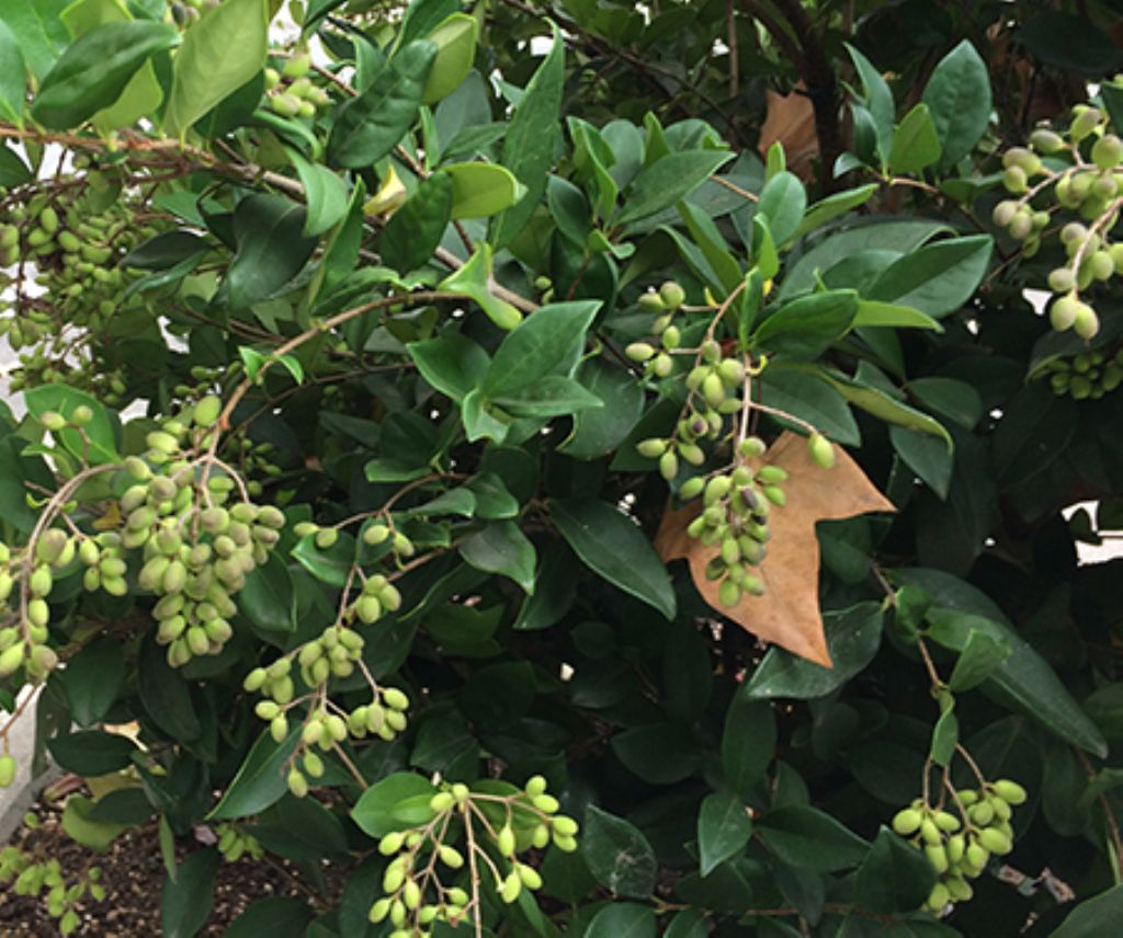 Ligustrum cfr. texanum (Oleaceae)