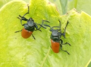 Chrysomelidae: Labidostomis taxicornis, maschi