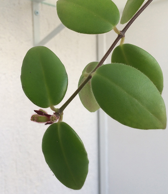 Aeschynanthus sp. cv? (Gesneriaceae)