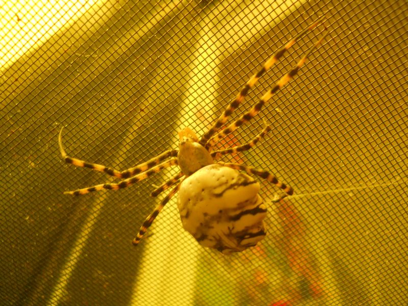 femmina di Argiope lobata (Araneidae)