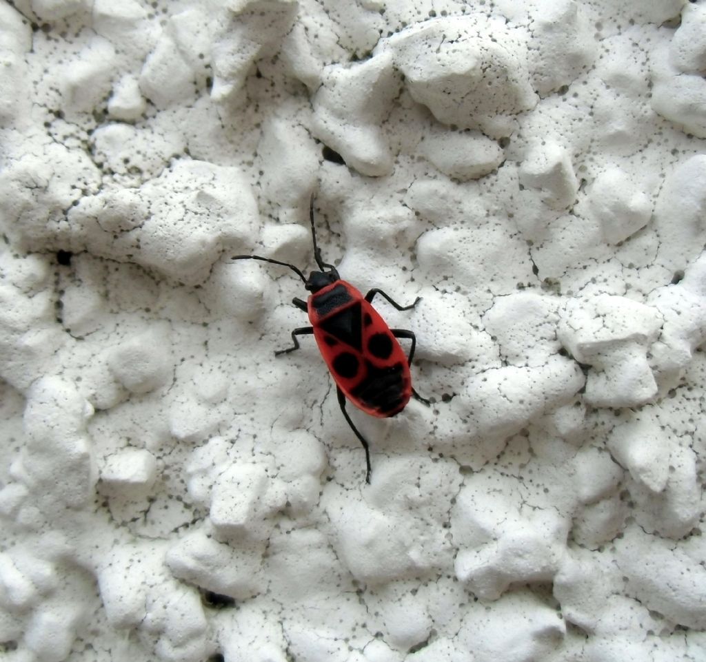 Insetto: Pyrrhocoris apterus