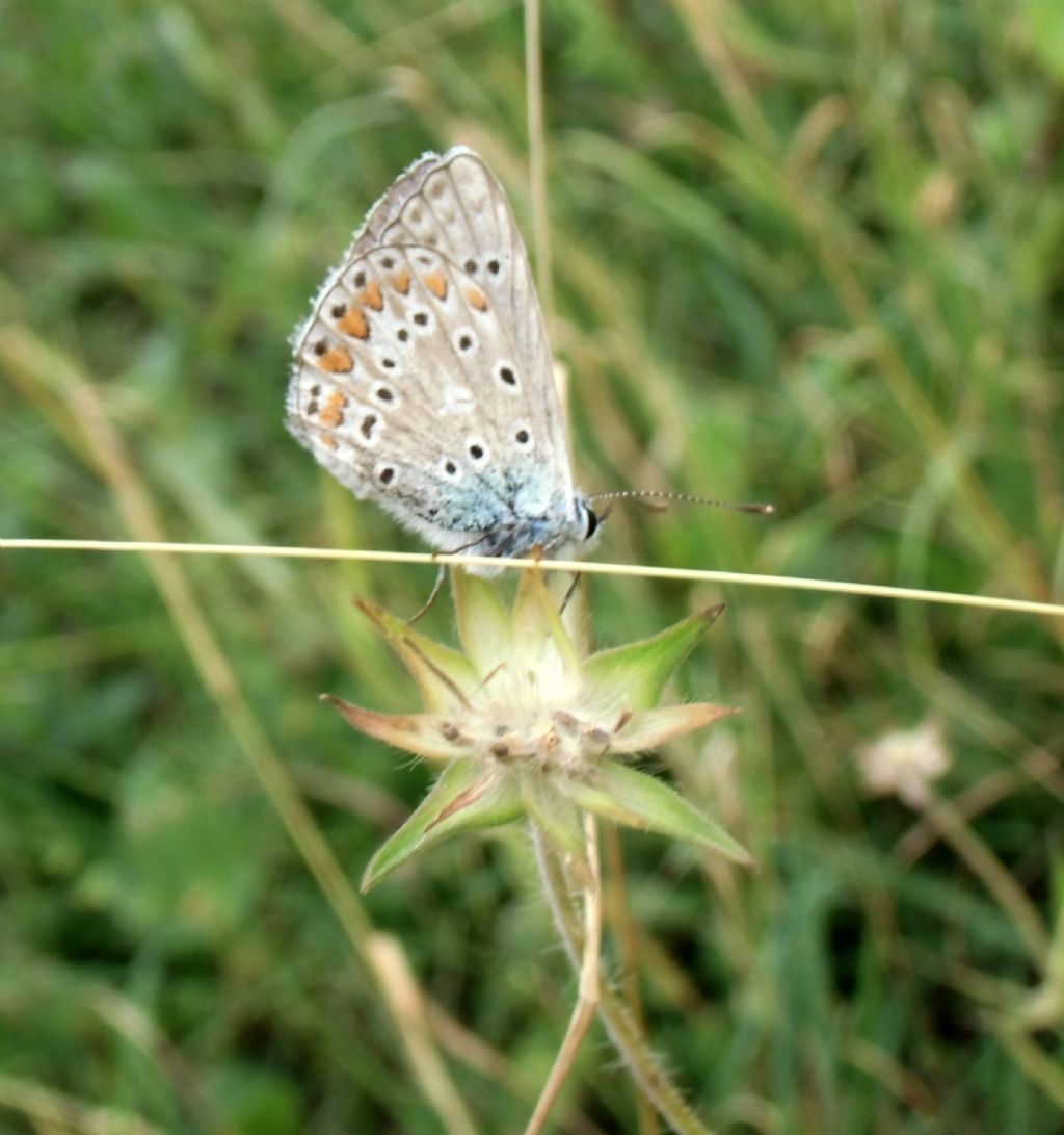 Identificazione farfalla