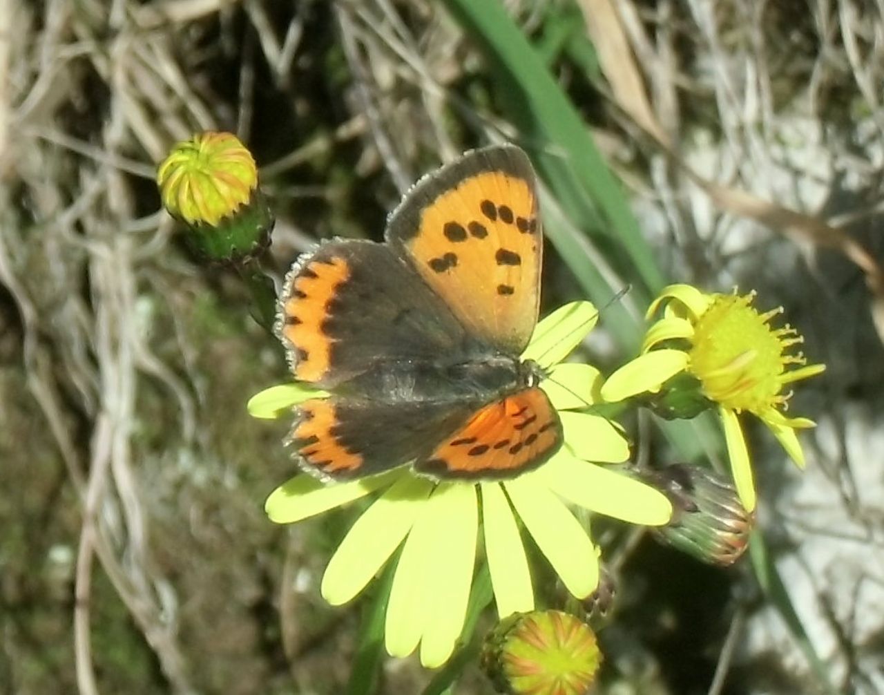 Identificazione Farfalla