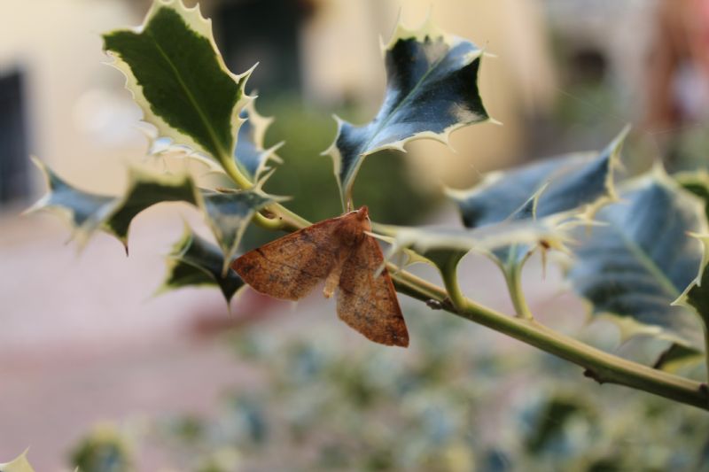 Identificazione Farfalle