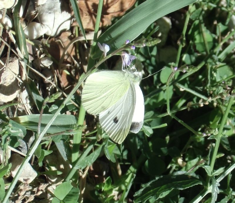 Identificazione Farfalle