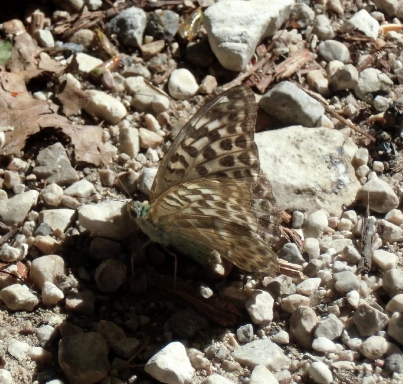 Identificazione Farfalle