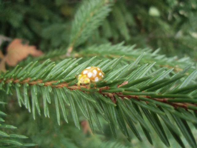 Halyzia sedecimguttata (Coccinellidae)