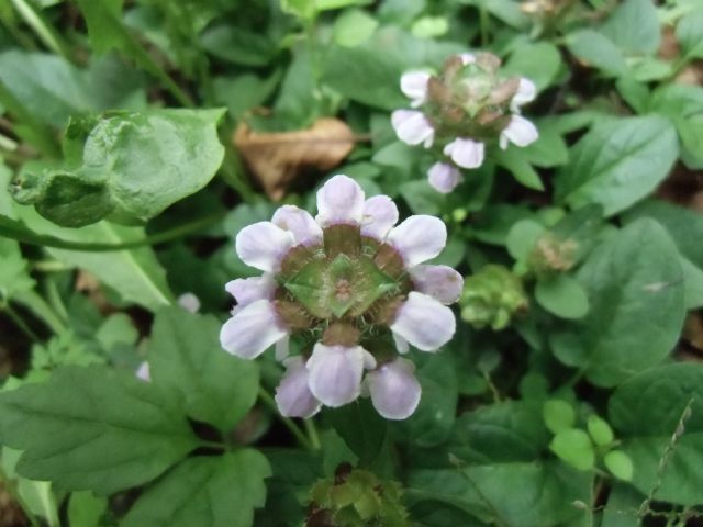 Prunella vulgaris