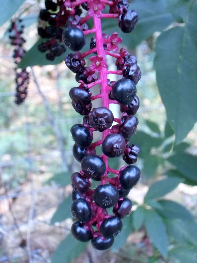 Phytolacca americana