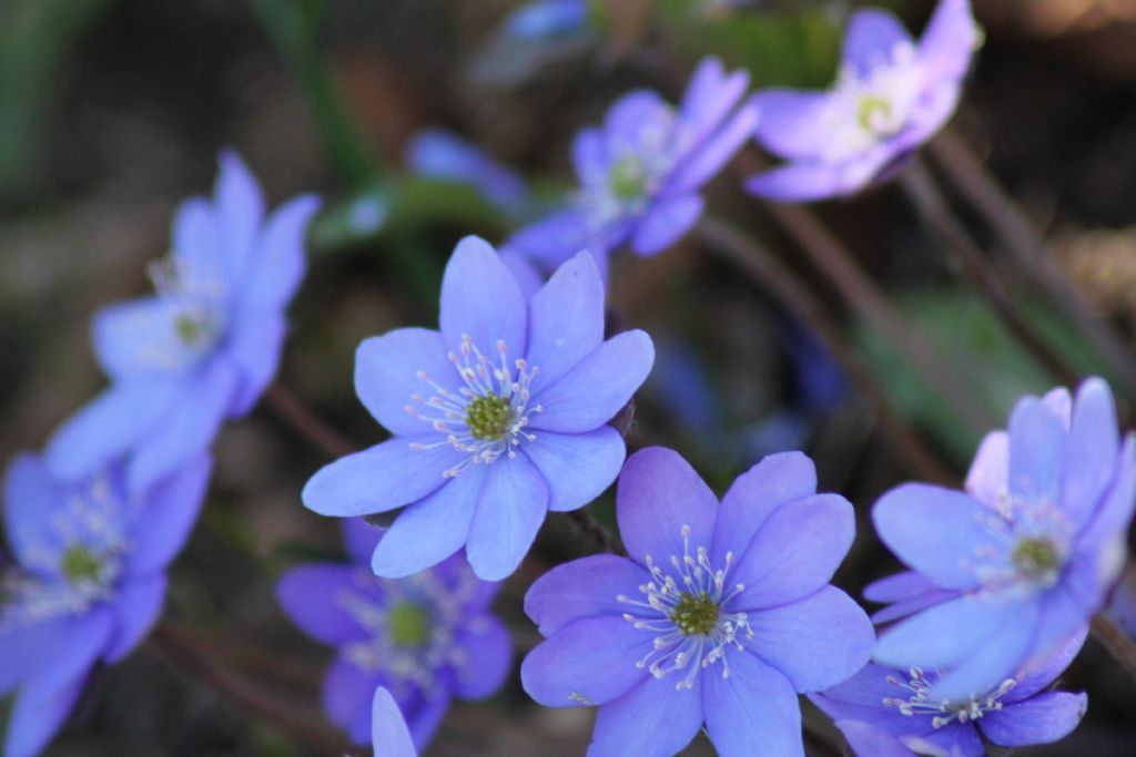 Piovene Rocchette (VI):  Hepatica nobilis