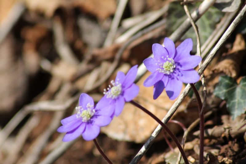 Piovene Rocchette (VI):  Hepatica nobilis