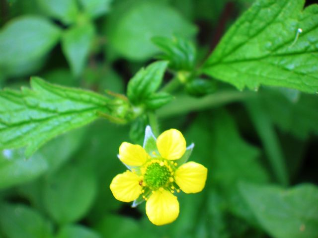 Geum urbanum