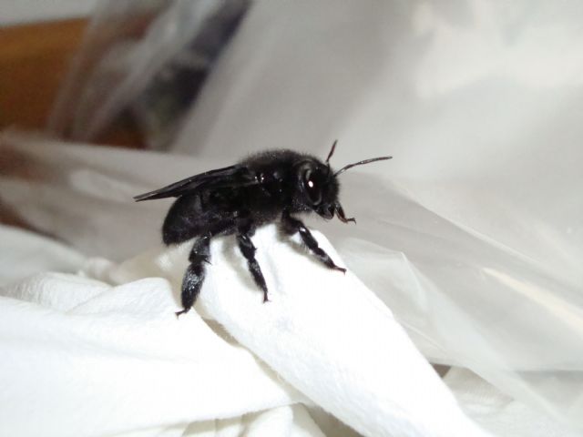 Xylocopa sp.