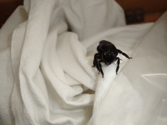 Xylocopa sp.