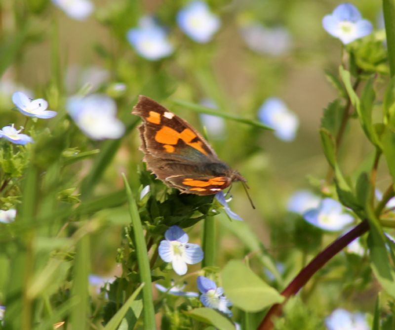 Identificazione Farfalla