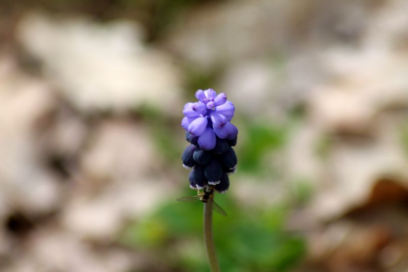 Muscari neglectum