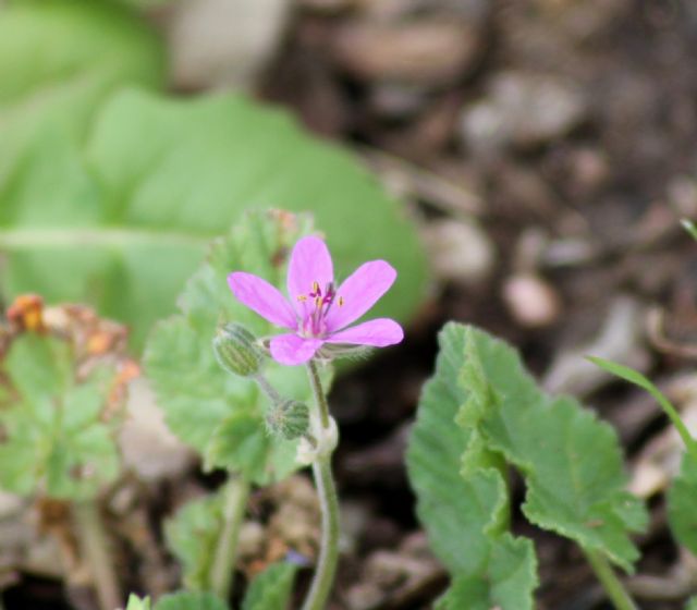 Erodium malacoides