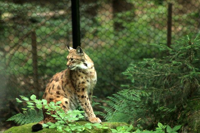 La lince nell'' Appennino centrale