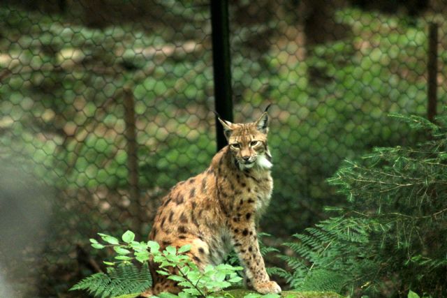 La lince nell'' Appennino centrale