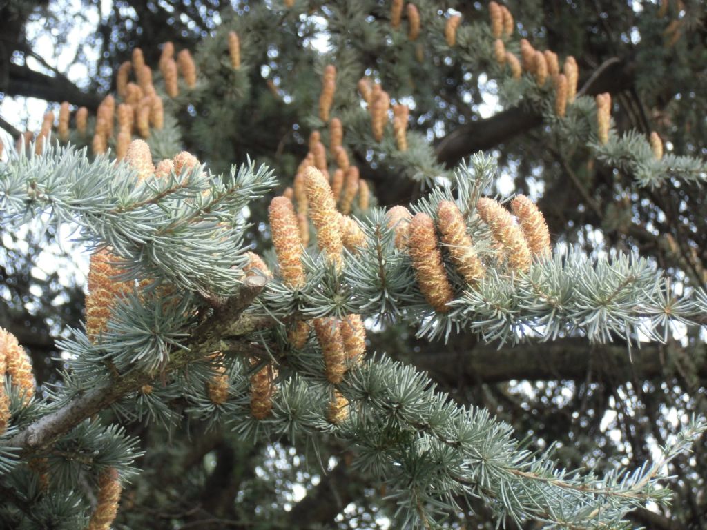 id aghiforme - Cedrus atlantica