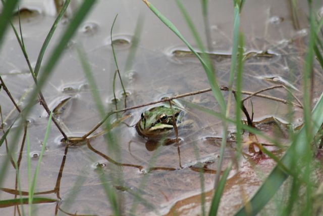 Richiesta id - Pelophylax sp. (provincia di Vicenza)