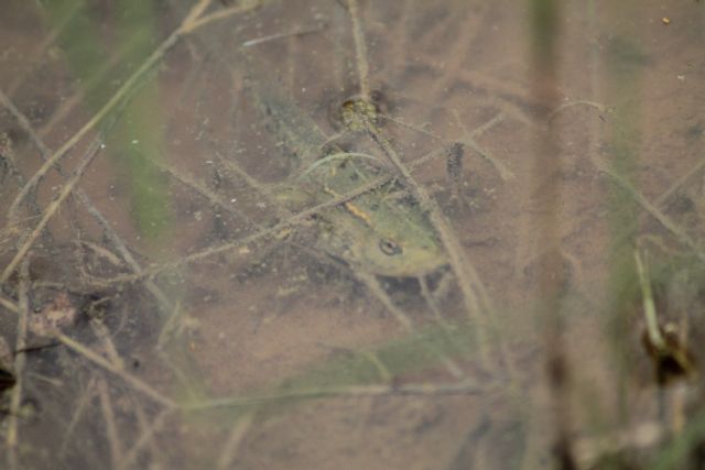 Richiesta id - Pelophylax sp. (provincia di Vicenza)