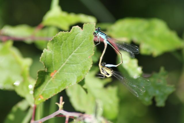 2 id libellula: Ischnura elegans