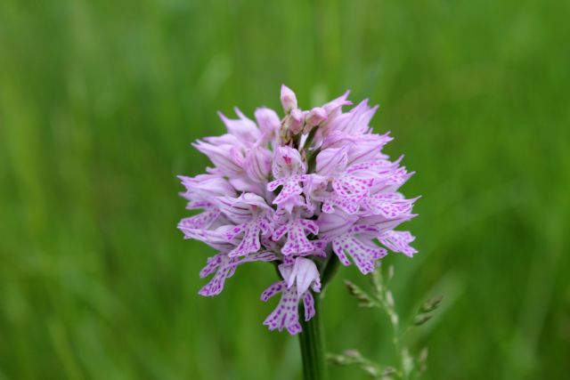 Neotinea tridentata