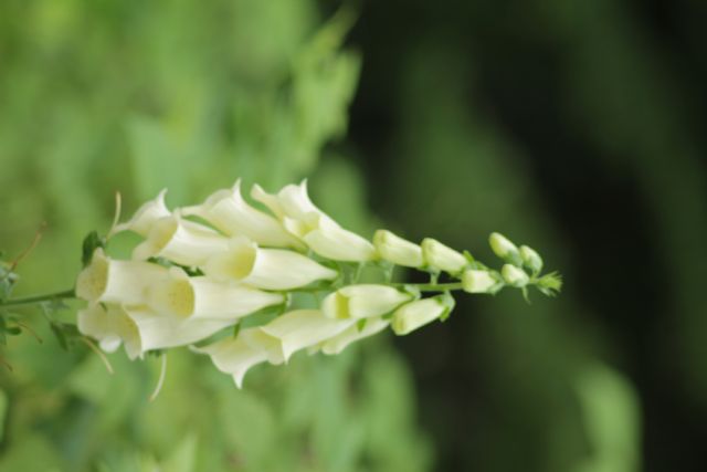 Digitalis grandiflora