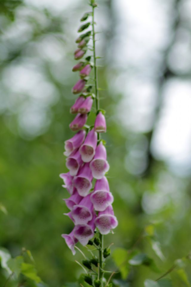 Digitalis purpurea