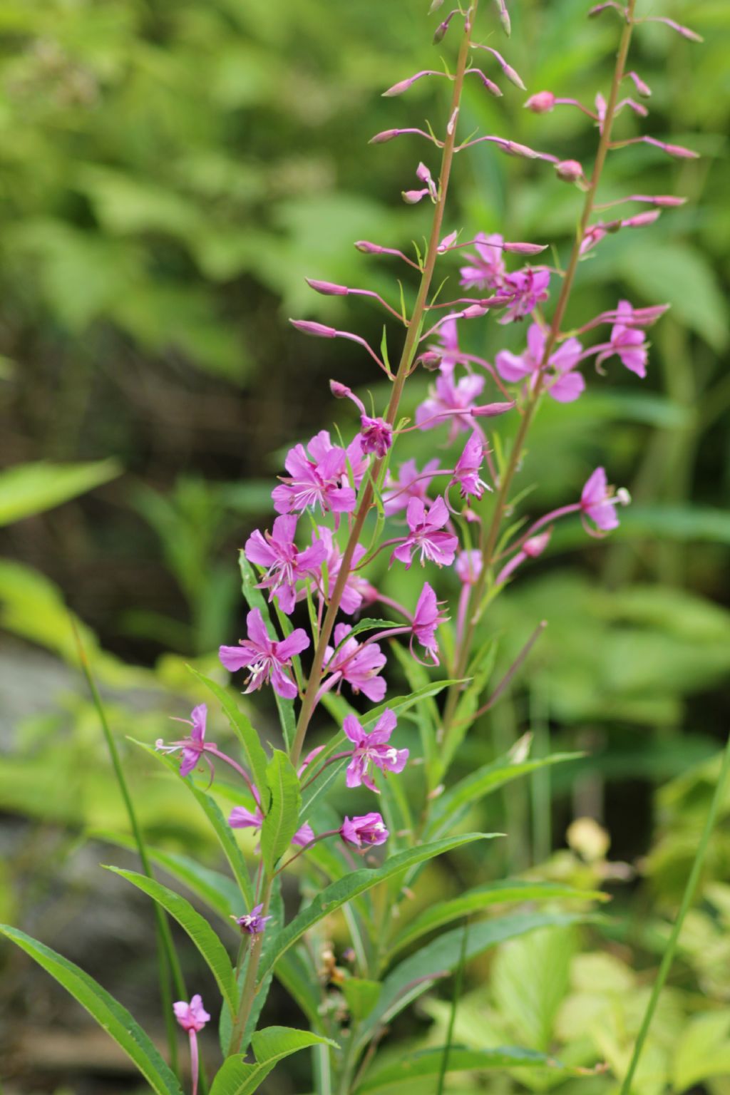 Chamaenerion angustifolium (=Epilobium angustifolium)