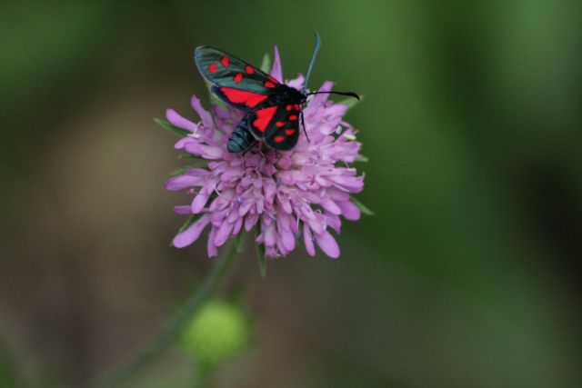 Aiuto ID - Zygaena (Zygaena) transalpina