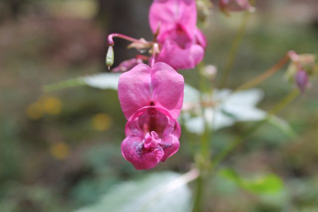 Impatiens glandulifera