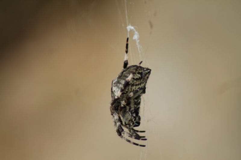 Araneus cf. angulatus - Piovene (VI)