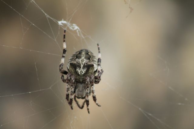 Araneus cf. angulatus - Piovene (VI)