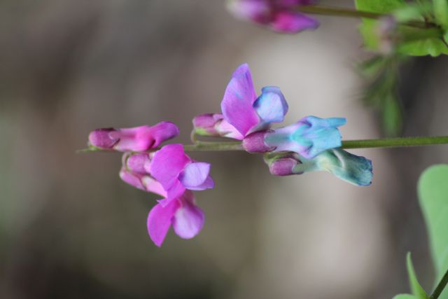 Lathyrus vernus