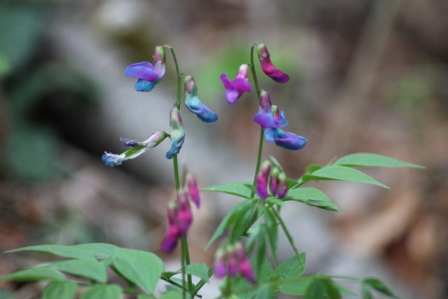 Lathyrus vernus