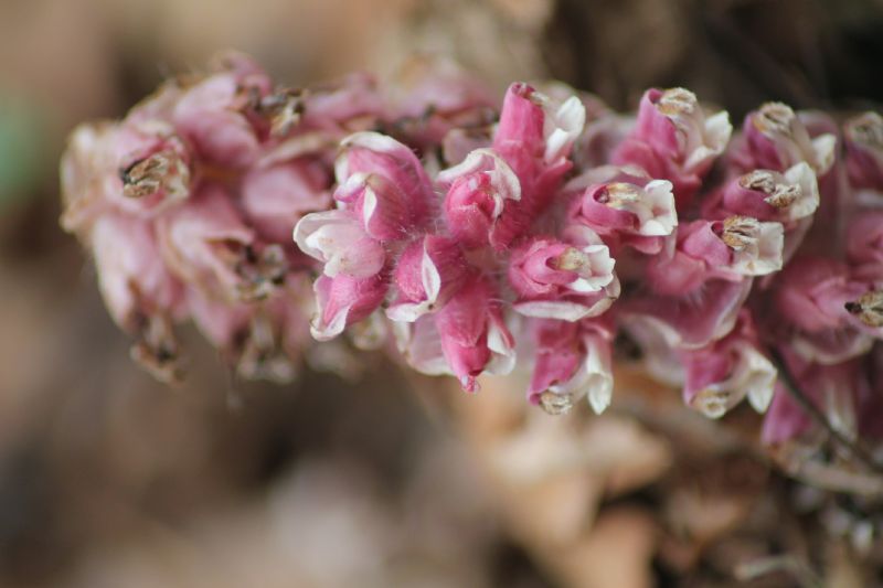 Lathraea squamaria