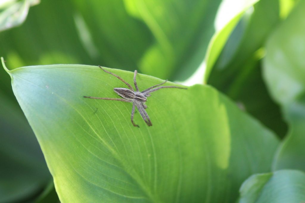 Giovane Pisaura sp. - Piovene (VI)