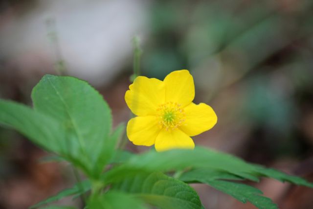 Anemonoides ranunculoides