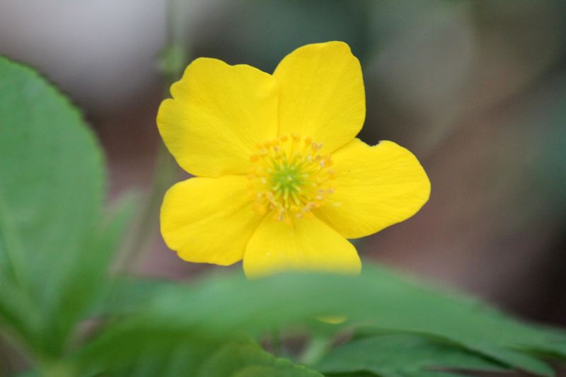 Anemonoides ranunculoides