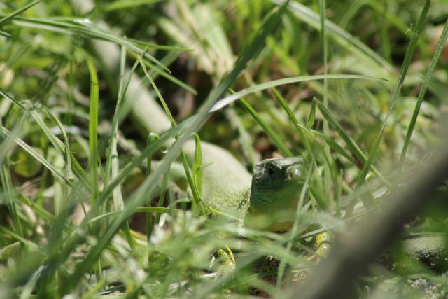 Lacerta bilineata?