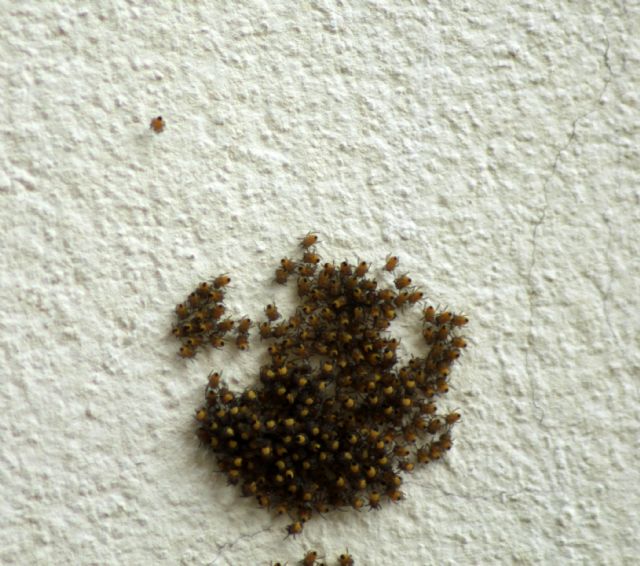 Araneus sp. - Piovene Rocchette (VI)