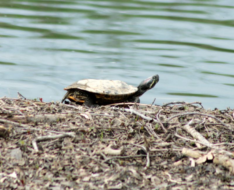 Trachemys scripta elegans?