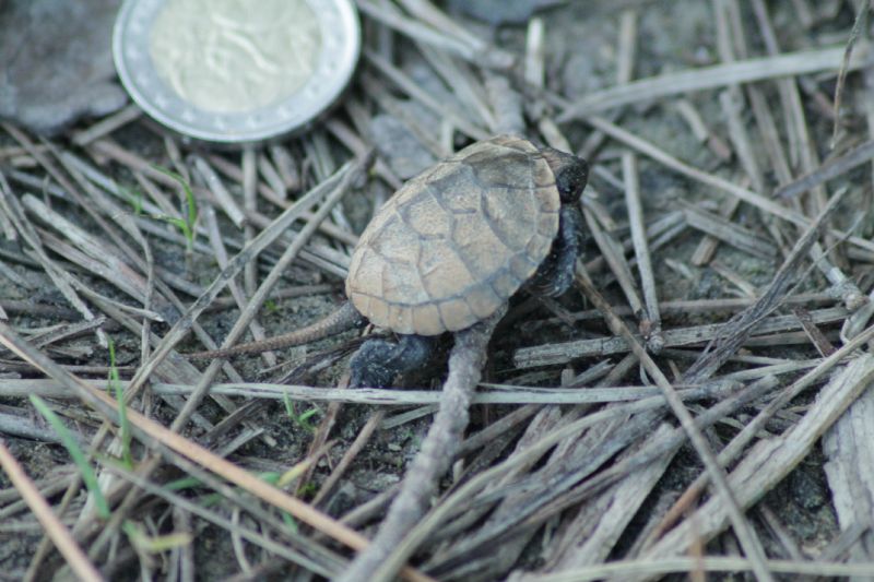 Giovane Emys orbicularis