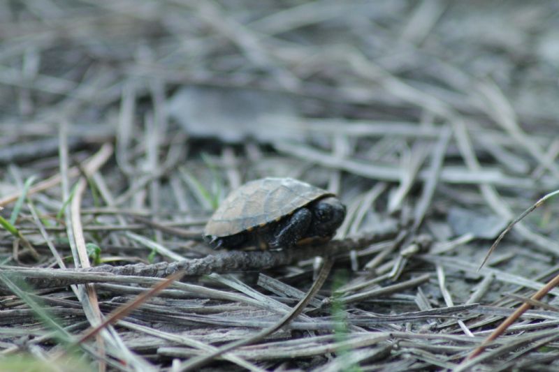 Giovane Emys orbicularis